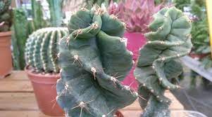 Cactus Vela Espiral Cactus Cereus Jamacaru Spiralis Para Mi Jardin