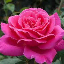 Image result for Rosa
