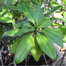 Image result for Rhizophoraceae