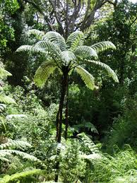 Image result for Cyatheaceae