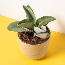 Image result for Kalanchoe brachyloba