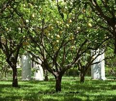 Lemon Tree Lifespan What Is The Average Lifespan Of Lemon