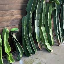 Image result for Euphorbia candelabrum