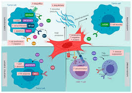 Health insurances offered through the marketplace or through small employers. Cancers Free Full Text Cancer Associated Fibroblasts As A Common Orchestrator Of Therapy Resistance In Lung And Pancreatic Cancer Html