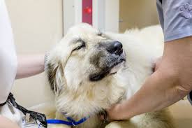 Doctors at memorial hermann sugar land hospital. Corinth Animal Hospital Home Facebook