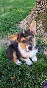 Welsh corgi puppies, corgi puppies, pembroke welsh corgis, pembroke corgi puppies, available 24/24. Corgi Mix Puppies California The Y Guide