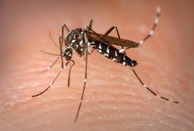 Taubaté confirma 11ª morte por dengue em 2026