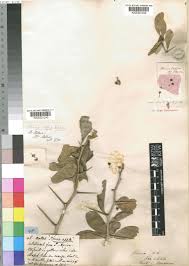 Image result for Dovyalis afra