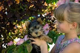 Removing a puppy from its mother prior to eight weeks can create multiple problems that will surface later in life. Puppy Care 101 Part 1 The First 0 8 Weeks Hastings Veterinary Hospital