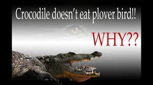 Bird Cleaning Crocodile Teeth Youtube Plover Bird Cleaning Crocodile Teeth 2020 Youtube