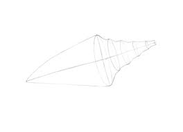 Now you will draw the shells grove lines that makes seashells so nice to touch and color. How To Draw A Seashell With A Limited Palette With Colored Pencils