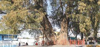 Ahuehuete (n.) 1.mexico's most famous tree; En Azcapotzalco Hay Un Ahuehuete De 728 Anos Que Alberga Millones De Pajaros Y Cuida A Los Vecinos