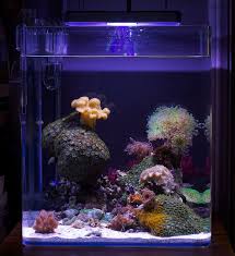 Justind823 Fische Meerwasser Wasser