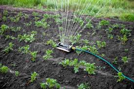 One inch of rain falling on 1 acre of land is equal to 27,154 gallons of water. How Often To Water Potatoes Backyarddigs