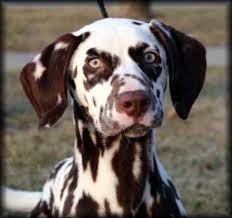 Black And White Spotted Dog Black White Spotted Horse Yahoo Image Search Results Dalmatian Puppy Rare Dogs Dalmatian