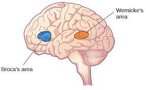Lobes Of The Brain Introduction To Psychology