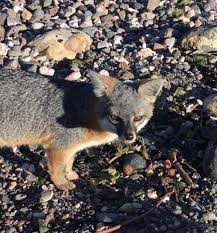 Affinity pest control provides pest solutions for utah's cache county homes & businesses. The Conservation Of Populations Theory Analysis Application Springerlink