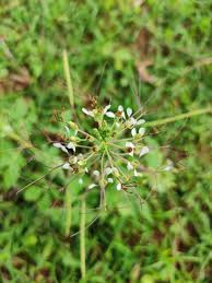 Image result for Cleome gynandra