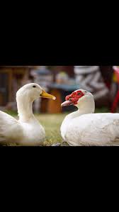 Look at the Love🫶🏻 into their eyes🫶🏻, Bcz Love is everywhere❤️,  Quac_kkkkk Quac_kkkkk🦆, 🦆🦆🦆🦆🦆🦆🦆🦆🦆🦆🦆, Shot by :  @instudio.3_photography , Shot in : @sonyalpha , Shot for : @odinparksurat  , ...