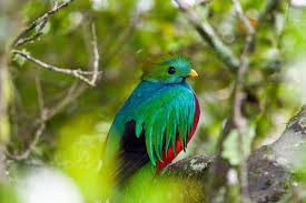 Birds That Start With The Letter Q 12 Fabulous Animals That Start With The Letter Q Animals Beautiful Animals Birds