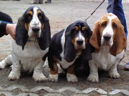 Find basset hound puppies and dogs for adoption today! Basset Hound Puppies A Scent Hound Dog Breed