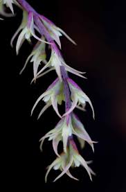 Image result for Bulbophyllum josephi