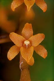 Image result for Chamaeangis