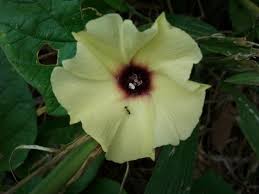 Image result for Hewittia malabarica