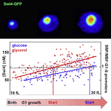 The official site for the ontario ministry of transportation has no complete g1 sample tests, and only 8 sample questions. G1 S Transcription Factor Copy Number Is A Growth Dependent Determinant Of Cell Cycle Commitment In Yeast Cell Systems