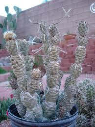 Why is my succulent growing aerial roots? Paper Spine Cactus Tephrocactus Articulatus Var Papyracanthus August 2017 Cactus Cool Plants Plants