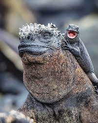 Amazing Animal Pics On Instagram Marine Iguanas From The Galapagos Islands A Very Funny Capture Follow Me Magical Marine Iguana Animals Iguana