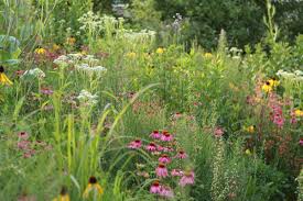Sarah Price Olympic Gardens North America Olympic Garden Prairie Planting Natural Garden