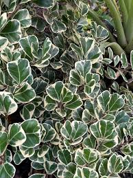 Image result for Ficus natalensis