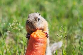 Yet, they are most likely to eat red and purple carrots rather than the orange ones. Cute Gopher Or Ground Squirrel Sitting In A Green Field With A Blurred Background And Eating Big Carrot In His Paws Stock Photo Adobe Stock