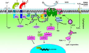 Image result for Platostoma coeruleum