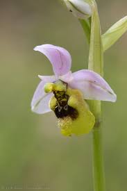 Image result for Ficalhoa