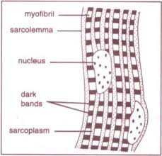 Tendons are fibrous tissue with great strength but limited flexibility. Tissues Cbse Board Class 9 Biology Ncert Science Textbook Exercise Solutions Cbse Guide Ncert Solution