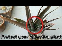 We did not find results for: Why Aloevera Plant Turning Brown Care And Tips For Aloe Vera Youtube