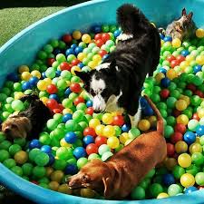 Not affiliated with pet paradise in plano. Pet Paradise Resort Home Facebook