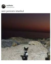 Adli Kullanicinin Kafamiza Gore Panosundaki Pin 2020 Sevimli Hayvan Yavrulari Hayvan Hayvan Yavrulari