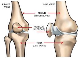 The femur, or thighbone, is the longest and largest bone in the human body. What Are The Parts Of The Knee Joint Systems4knees