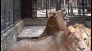 Ini diketahui berdasarkan luka pada ternak dan kerusakan kandang kambing milik warga. Jadi Daya Tarik Aksi Beri Makan Harimau Di Taman Satwa Cikembulan Suara Jabar