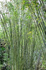 Image result for Bambusa