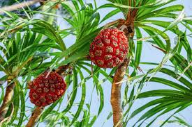 Image result for Pandanus odoratissimus