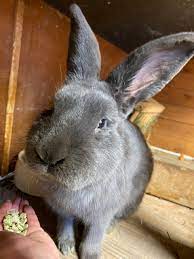Allgemeines forum im bereich chinchillas und degus; Kastration Rammler Kaninchen Clan Co