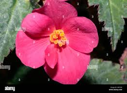Image result for Begoniaceae