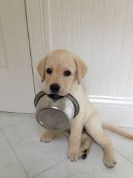 Really Hungry Labrador Puppy Cute Labrador Puppies Labrador Puppy Labrador Retriever Puppies