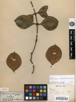 Image result for Garcinia volkensii