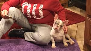 Newly born puppies have a soft blue fawnish colour but as they mature, the colour changes and you can clearly identify their pink coat. Lilac Tan Merle Pied Frenchie Puppy Youtube