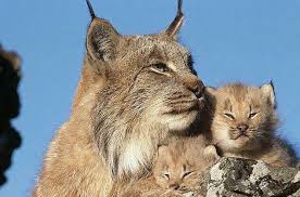 Lynx And Cubs Cats Canada Lynx Wild Cats